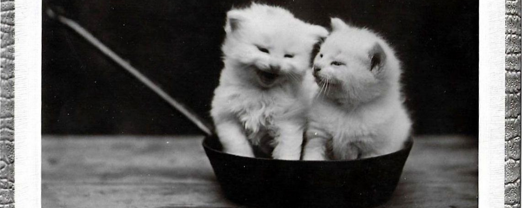 BPAL Felis Silvestris Catus 2025