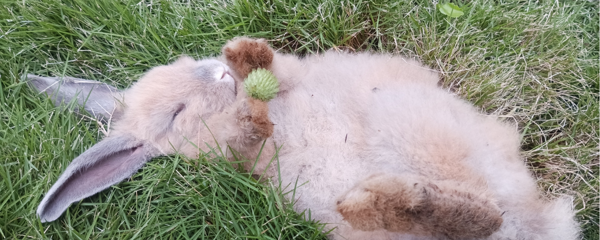 Poesie Bunny Collection 2026