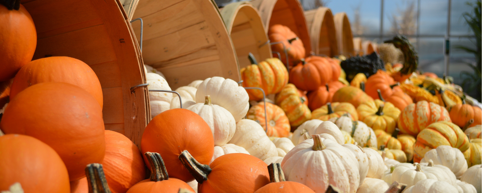 Possets Halloween Retour 2025